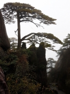 黃山迎客松