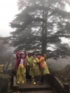 連理松