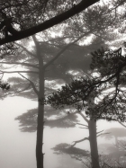 霧中的黃山松