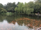 杭州花港觀魚
